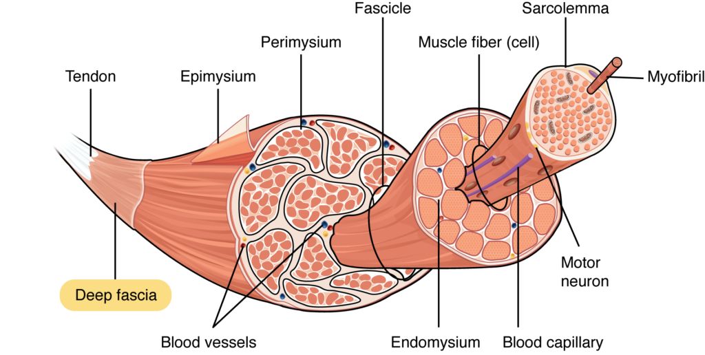 Skeletal Muscle Tissue Diagram